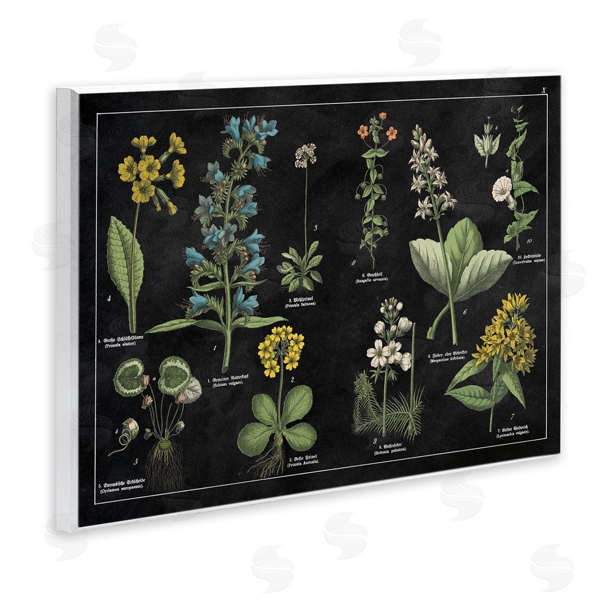 Antique Wild Flower Chart Wood Plaque Wall Art, Home Decor by Wild Apple Portfolio