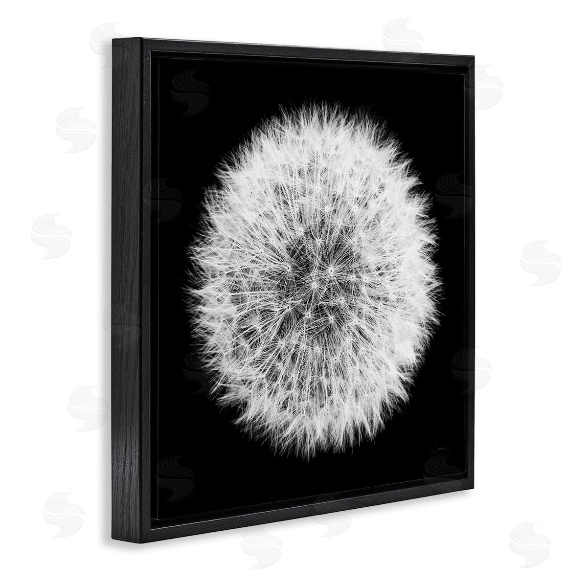 Dandelion Black & White Photograph Black Floating Frame Canvas Wall Art, Home Decor by Aledanda
