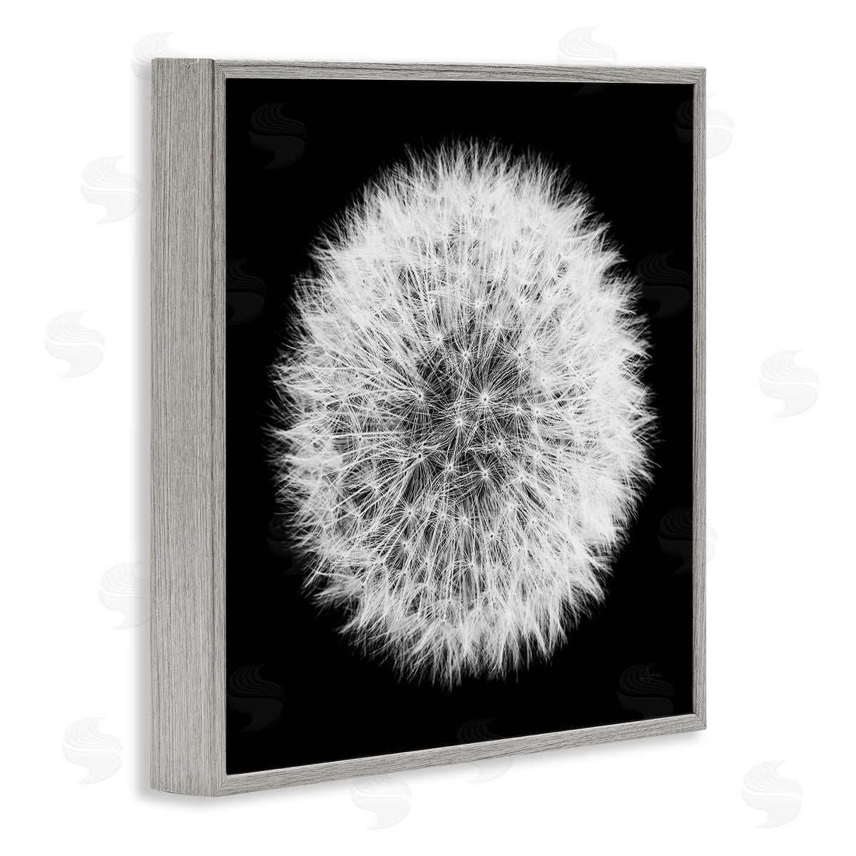 Dandelion Black & White Photograph Grey Frame Print Wall Art, Home Decor by Aledanda