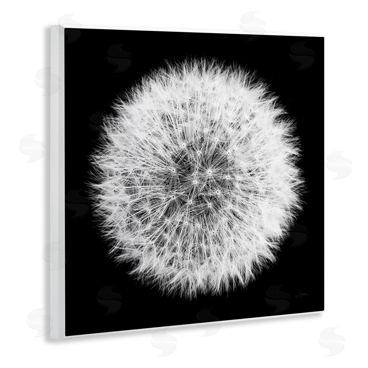 Dandelion Black & White Photograph Wood Plaque Wall Art, Home Decor by Aledanda