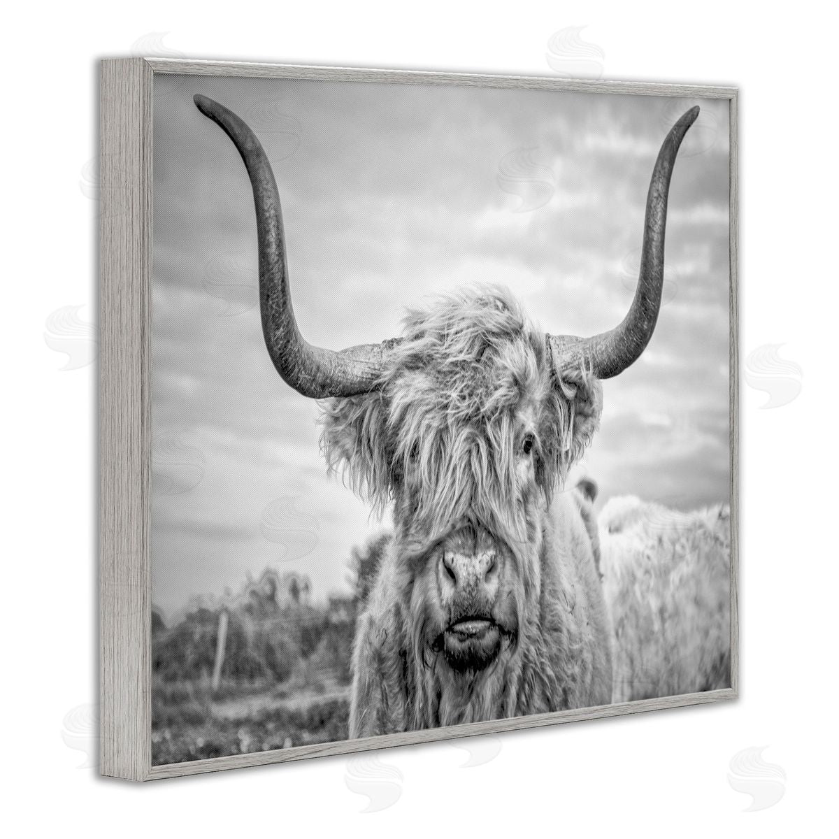 Grey Highland Cow Photograph Grey Frame Print Wall Art, Home Decor by Joe Reynolds