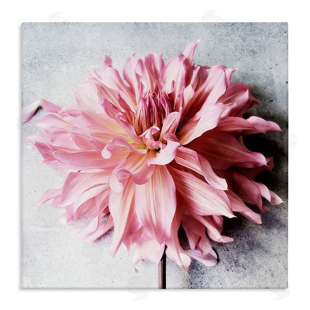 Pink Floral with Curled Petals Canvas Wall Art, Home Decor by Sarah Jane