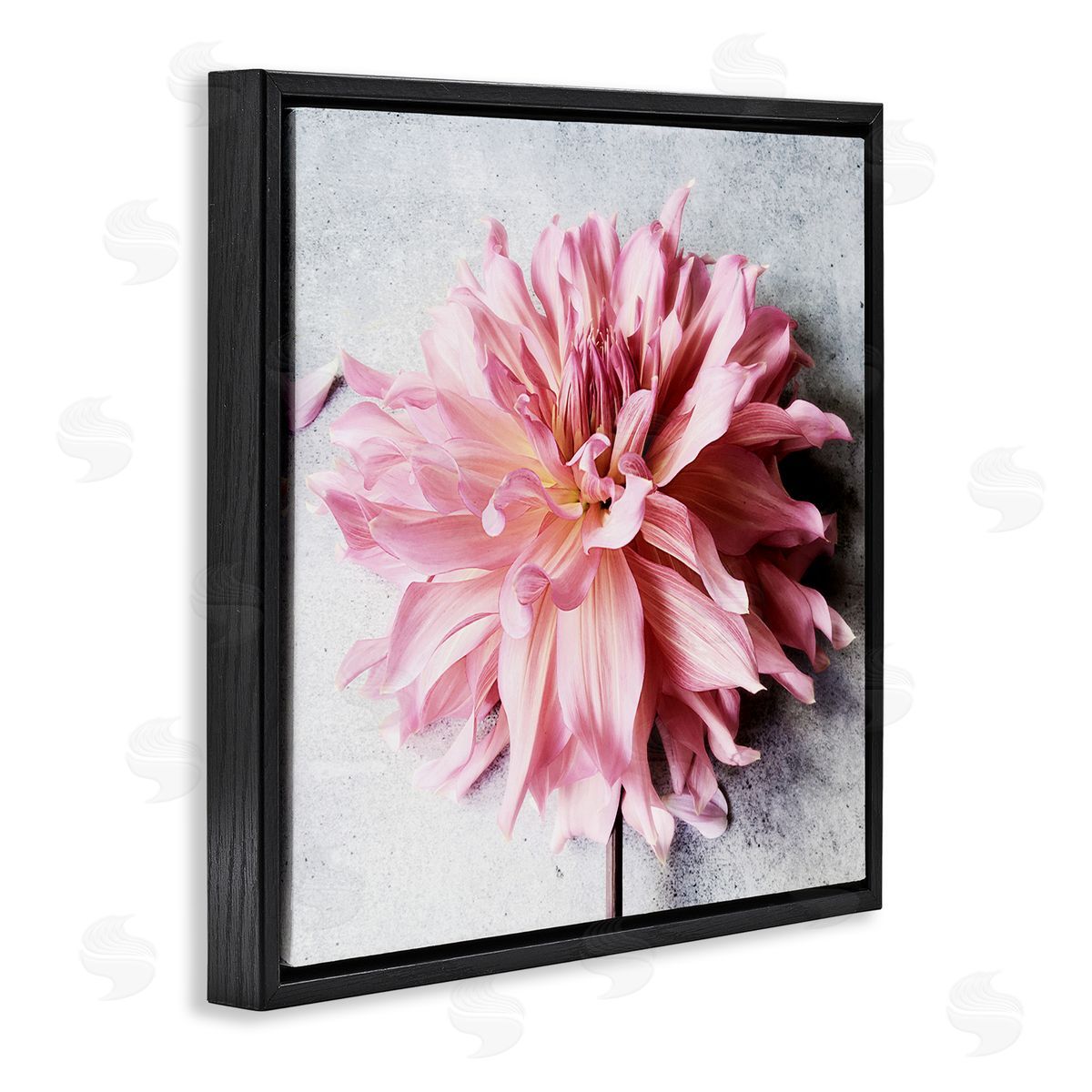 Pink Floral with Curled Petals Black Floating Frame Canvas Wall Art, Home Decor by Sarah Jane
