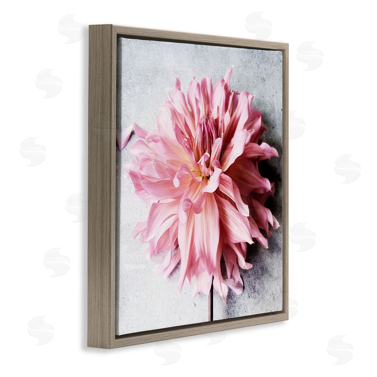 Pink Floral with Curled Petals Brown Floating Frame Canvas Wall Art, Home Decor by Sarah Jane