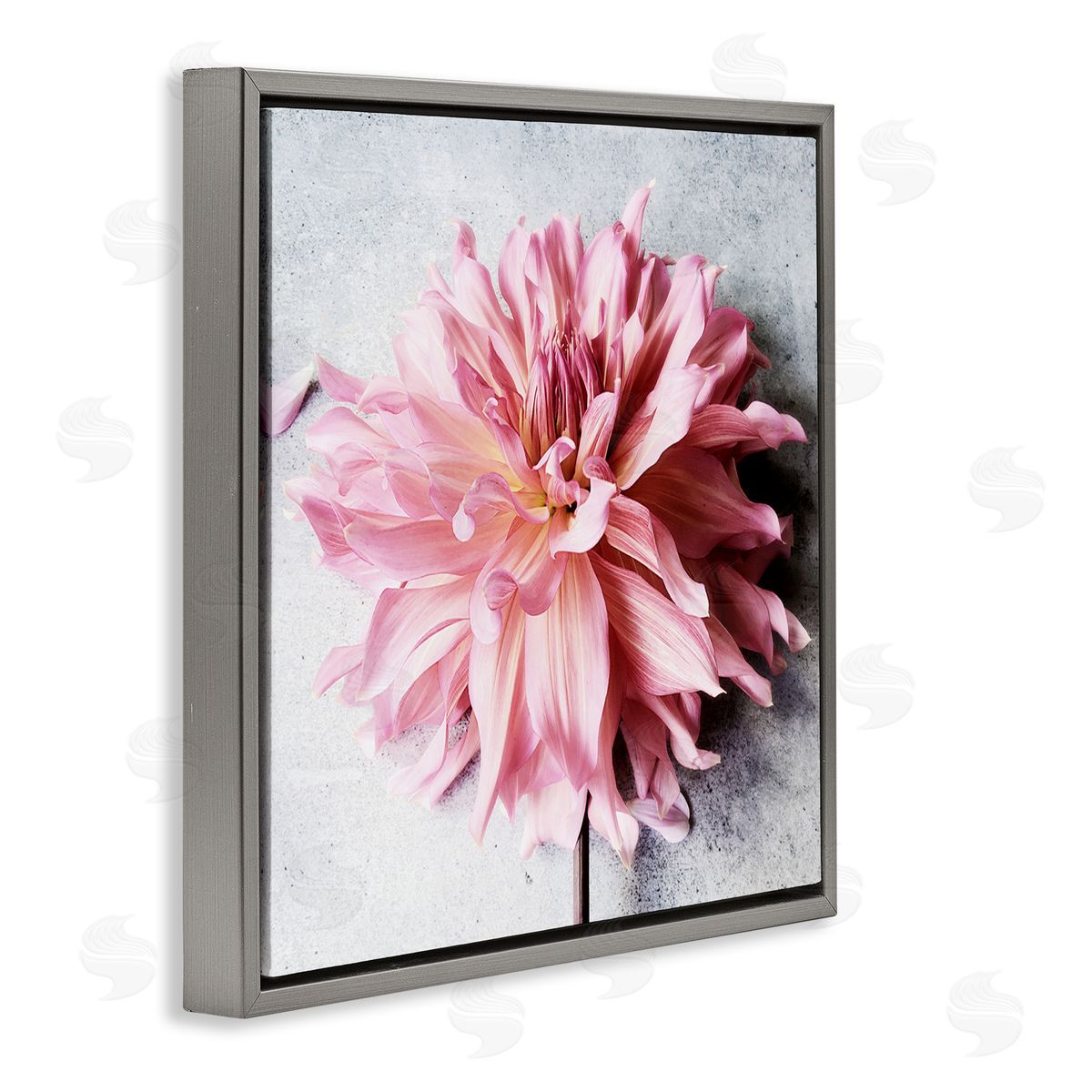 Pink Floral with Curled Petals Grey Floating Frame Canvas Wall Art, Home Decor by Sarah Jane