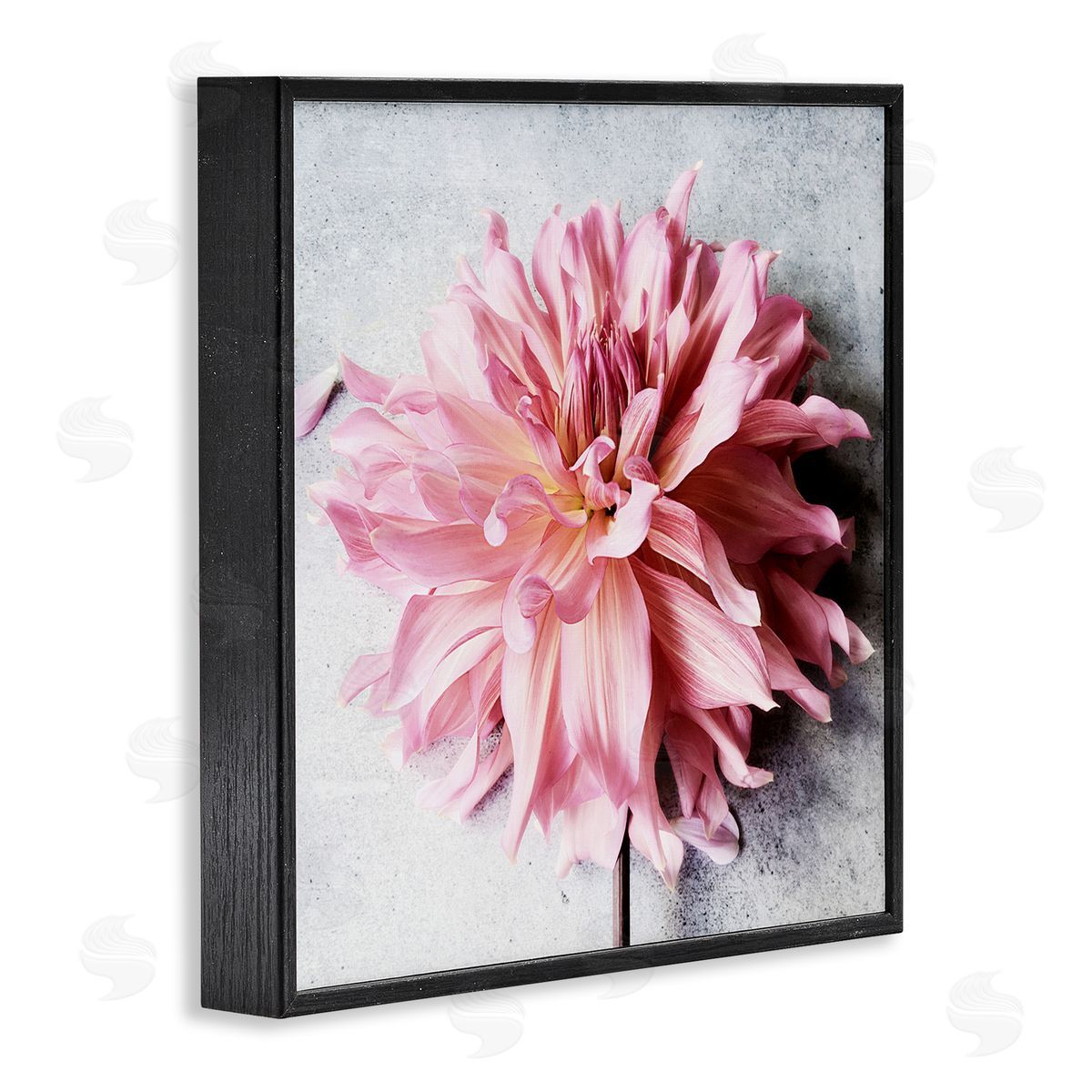 Pink Floral with Curled Petals Black Frame Print Wall Art, Home Decor by Sarah Jane