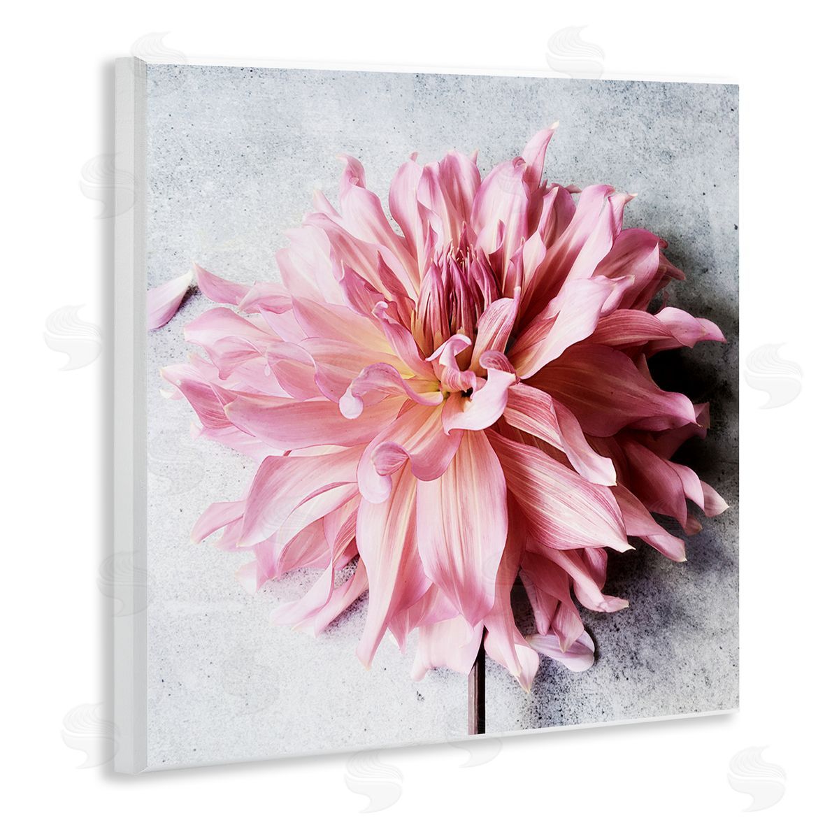 Pink Floral with Curled Petals Wood Plaque Wall Art, Home Decor by Sarah Jane