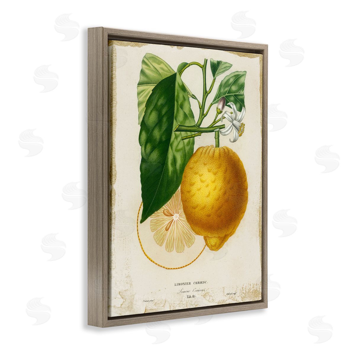 Vintage French Lemon Blossom Brown Floating Frame Canvas Wall Art, Home Decor by Studio W