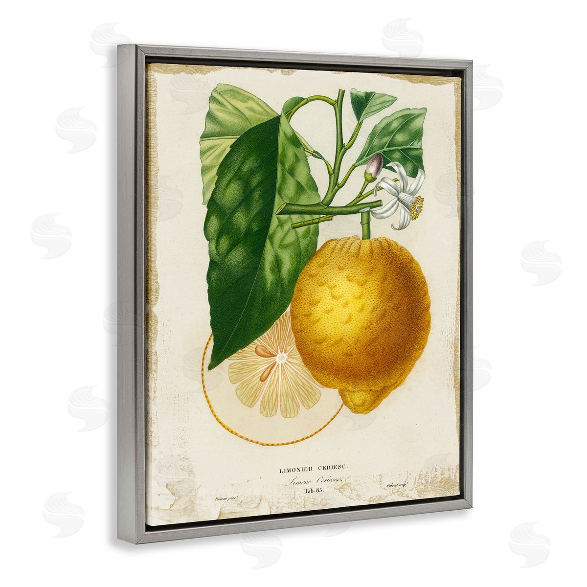 Vintage French Lemon Blossom Grey Floating Frame Canvas Wall Art, Home Decor by Studio W