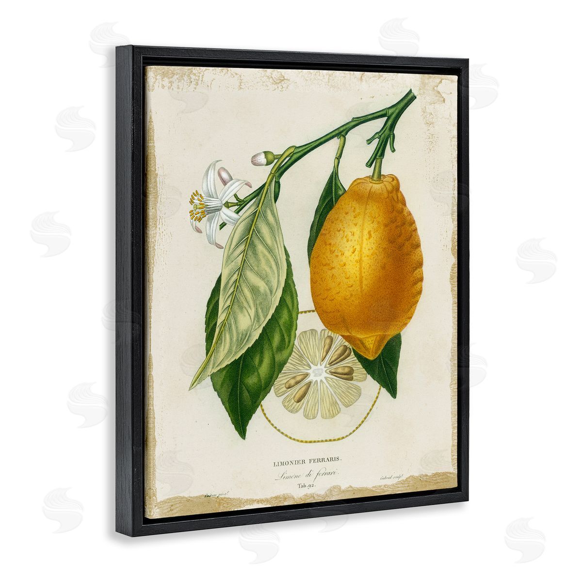 Vintage French Lemon Branch Black Floating Frame Canvas Wall Art, Home Decor by Studio W