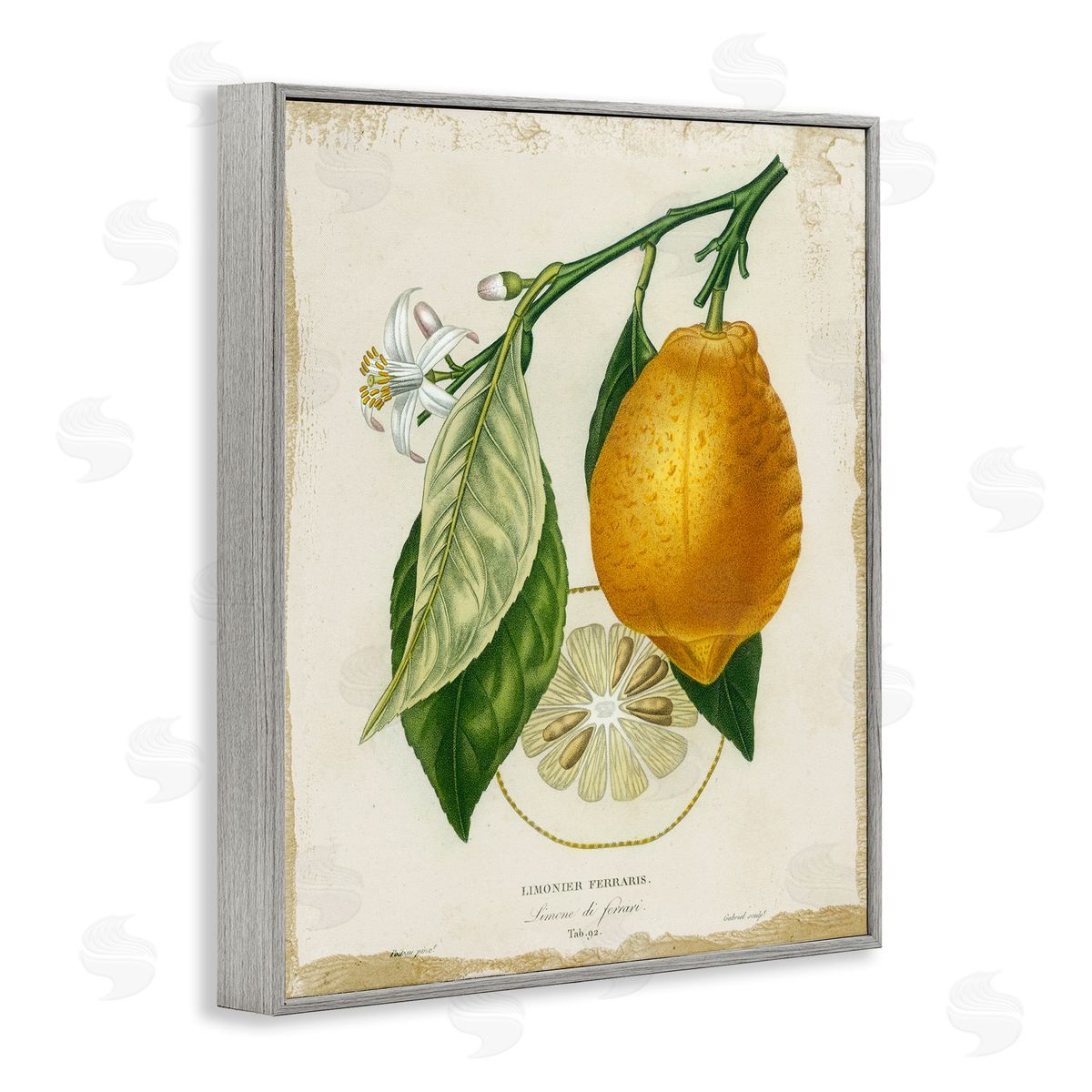 Vintage French Lemon Branch Grey Frame Print Wall Art, Home Decor by Studio W