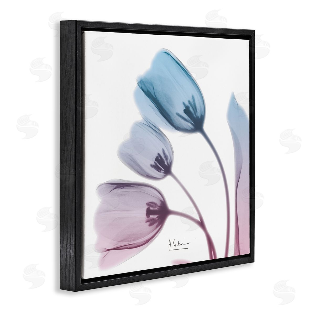 Albert Koetsier Opaque Tulip Blue Pink Photograph Black Floater Frame Canvas Art