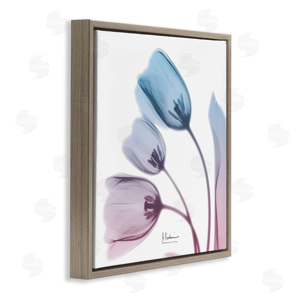 Albert Koetsier Opaque Tulip Blue Pink Photograph Brown Floater Frame Canvas Art