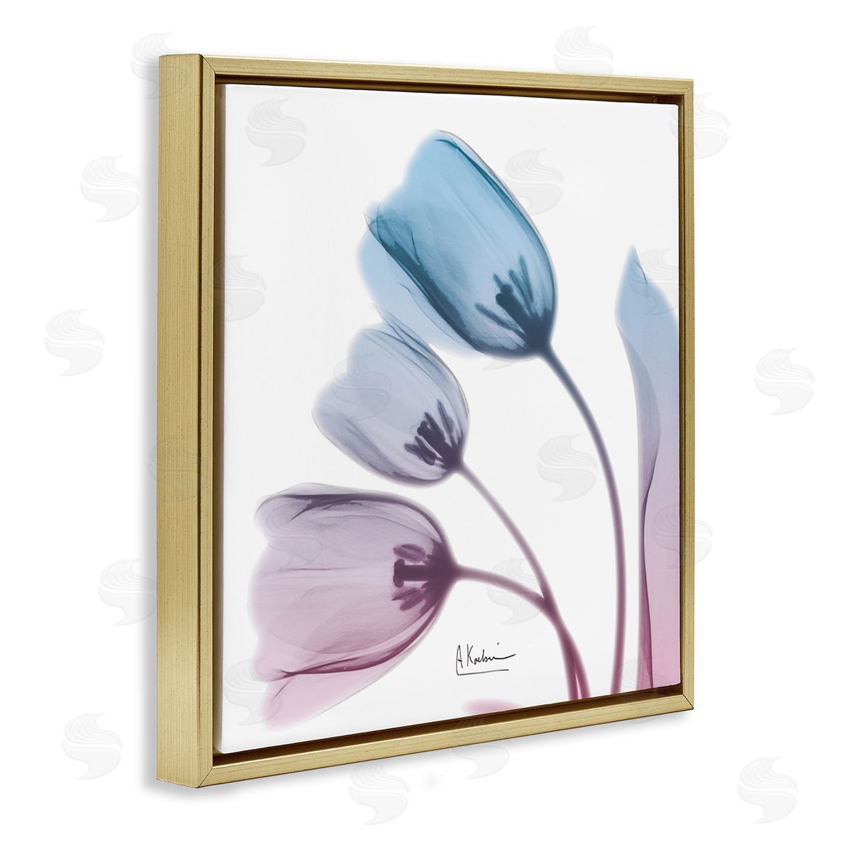 Albert Koetsier Opaque Tulip Blue Pink Photograph Gold Floater Frame Canvas Art