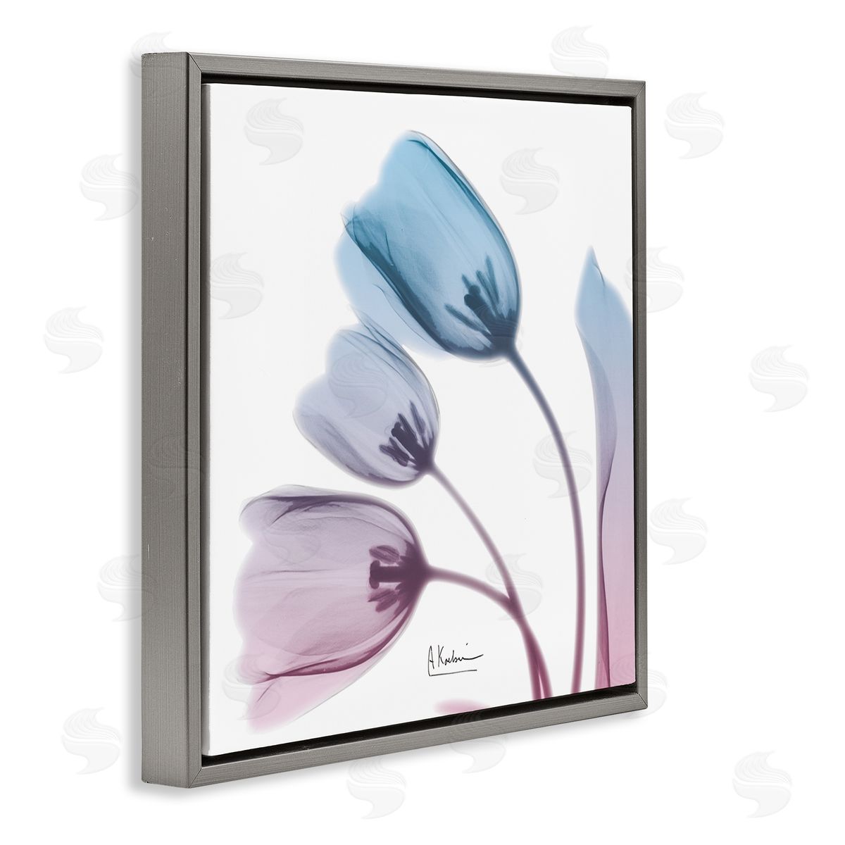 Albert Koetsier Opaque Tulip Blue Pink Photograph Gray Floater Frame Canvas Art