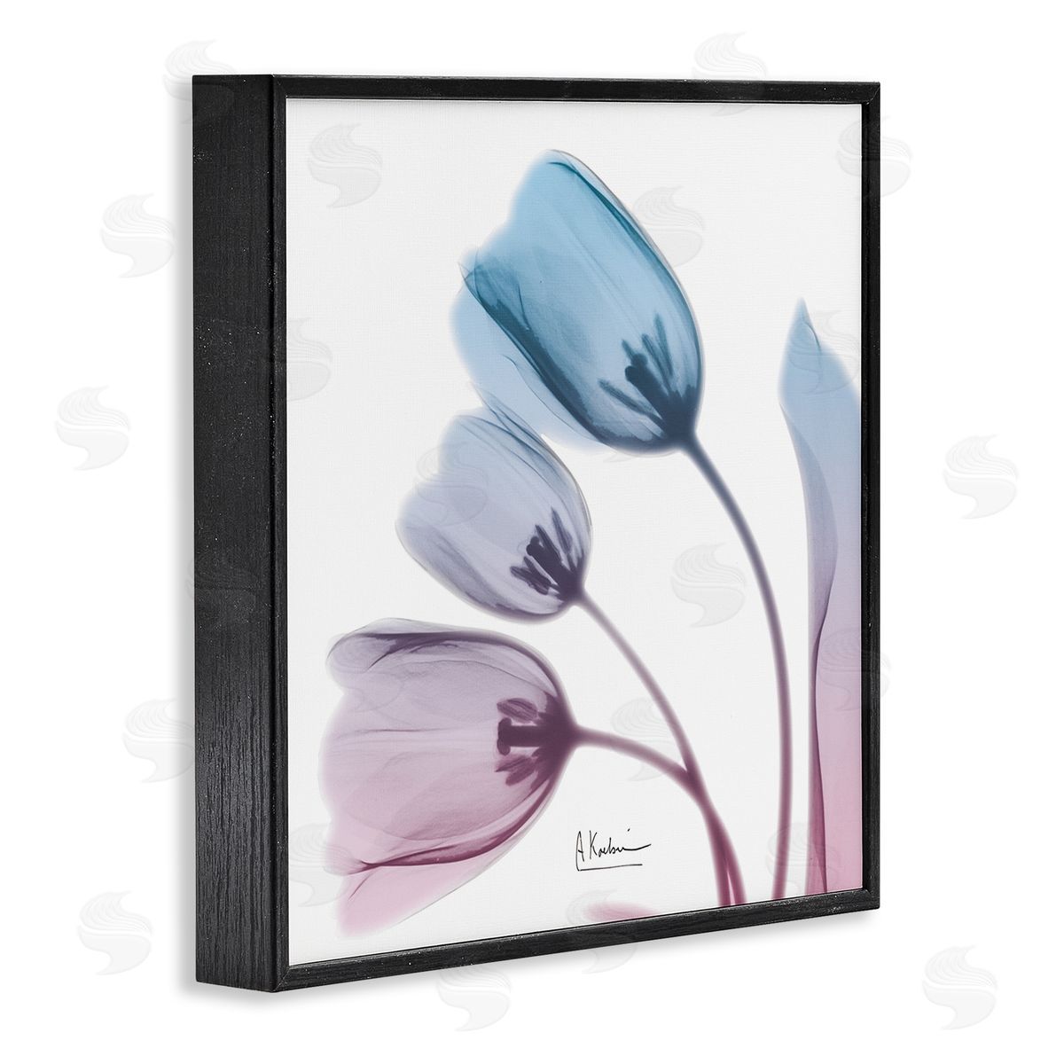 Albert Koetsier Opaque Tulip Blue Pink Photograph Black Framed Giclee Wall Art