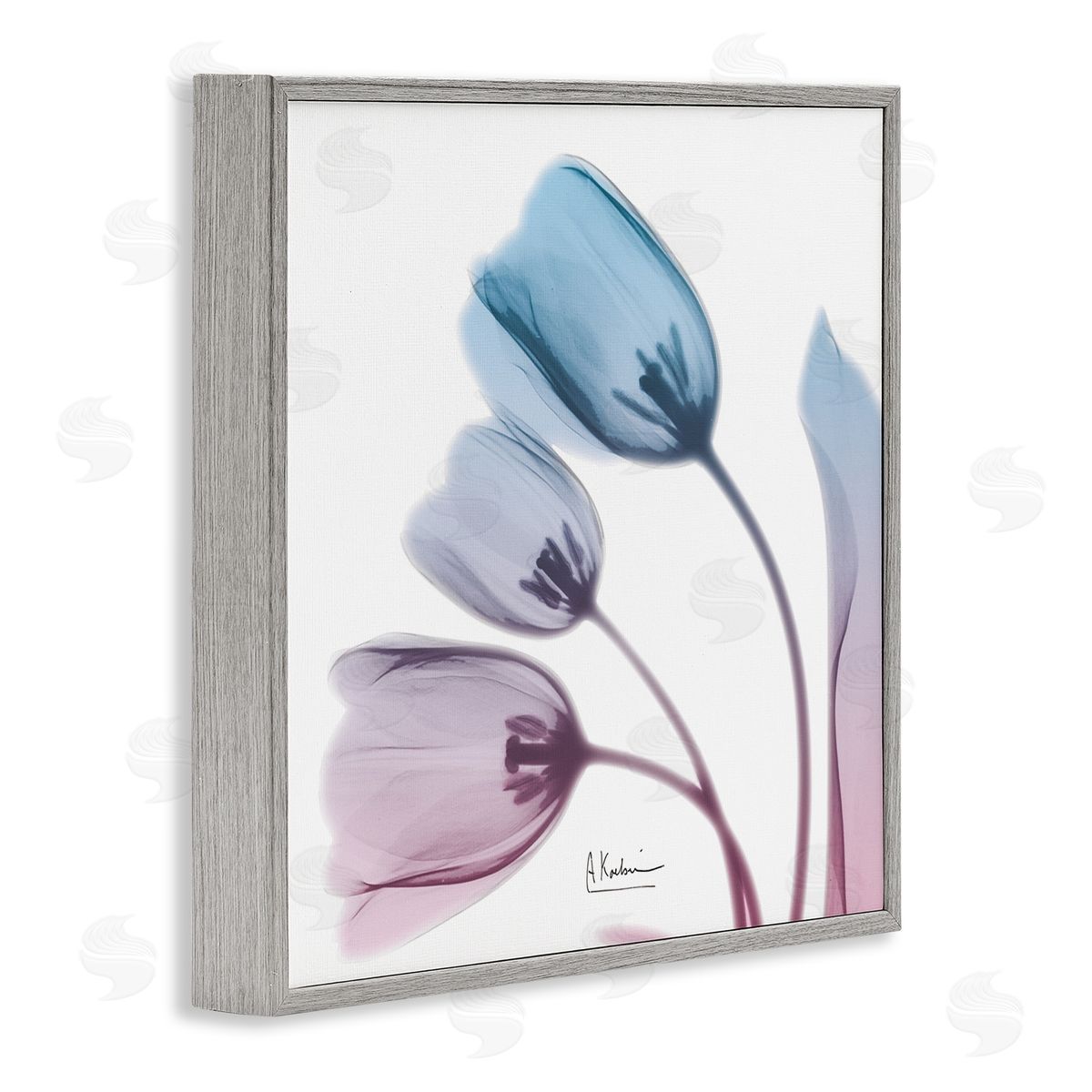 Albert Koetsier Opaque Tulip Blue Pink Photograph Gray Framed Giclee Wall Art