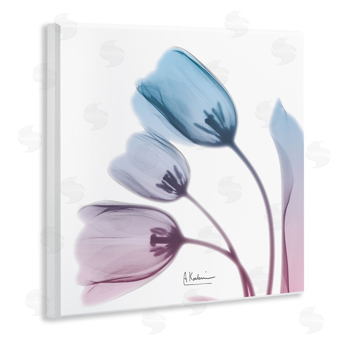 Albert Koetsier Opaque Tulip Blue Pink Photograph Wall Plaque Art