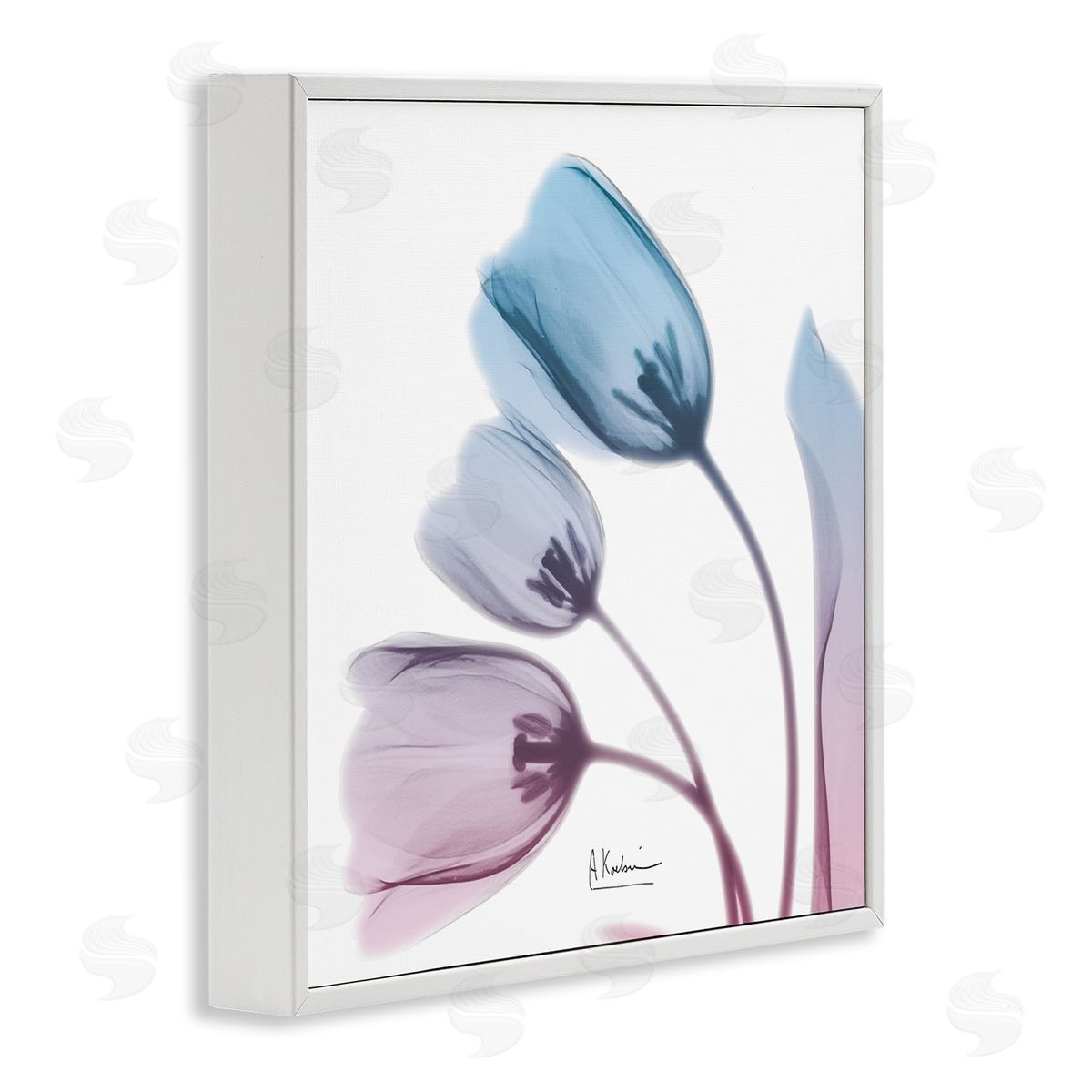 Albert Koetsier Opaque Tulip Blue Pink Photograph White Framed Giclee Wall Art