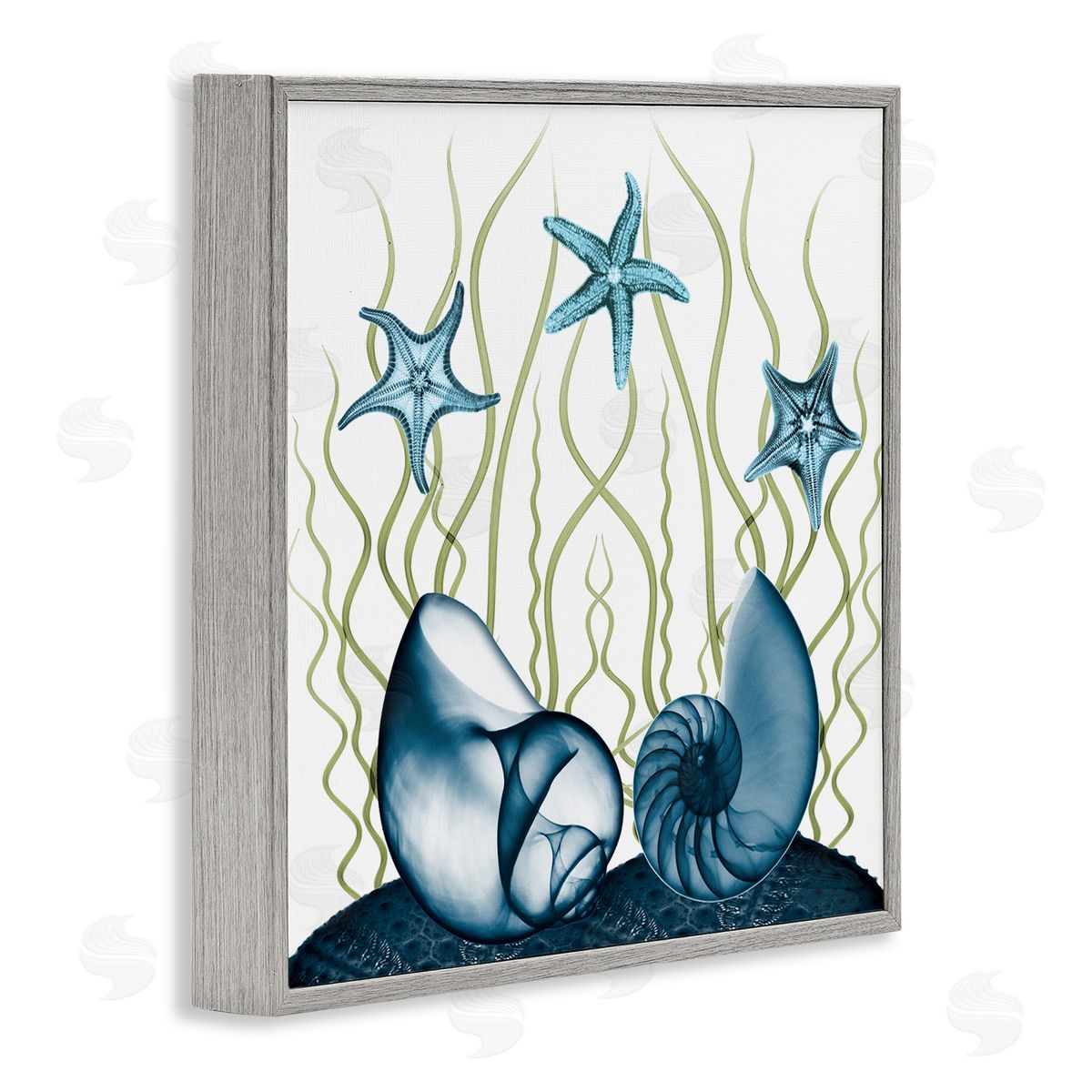 Albert Koetsier Shells and Starfish Modern Sea Design Gray Framed Giclee Wall Art