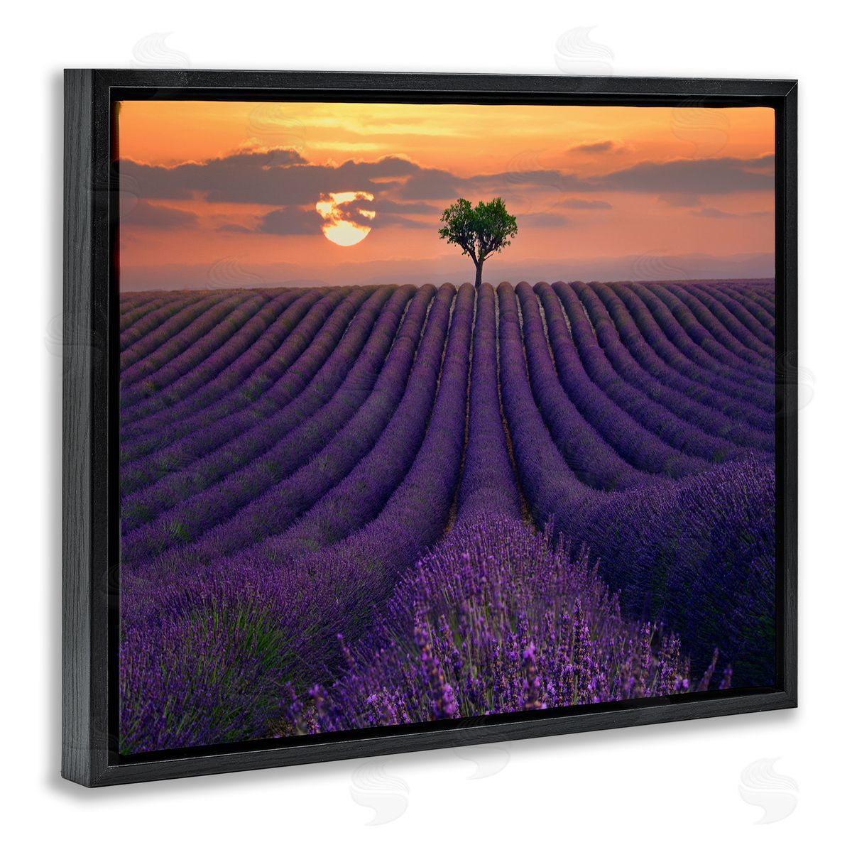 Lee Sie Lavender Flowers Warm Sunset Field Black Floater Frame Canvas Art