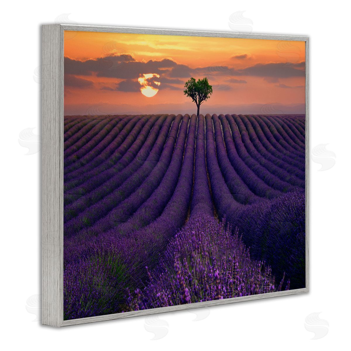 Lee Sie Lavender Flowers Warm Sunset Field Gray Framed Giclee Wall Art