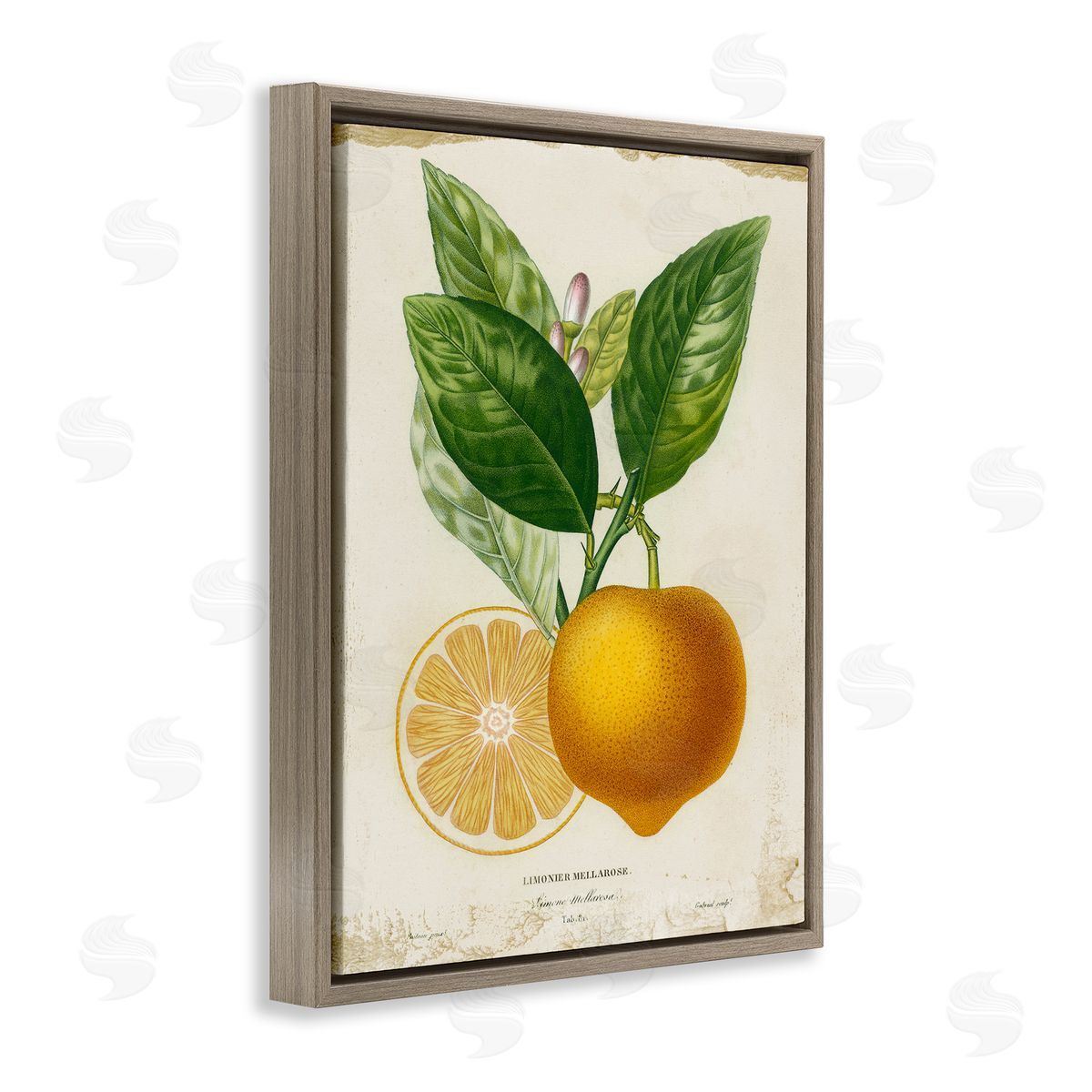 Studio W Vibrant French Lemon Illustration Brown Floater Frame Canvas Art