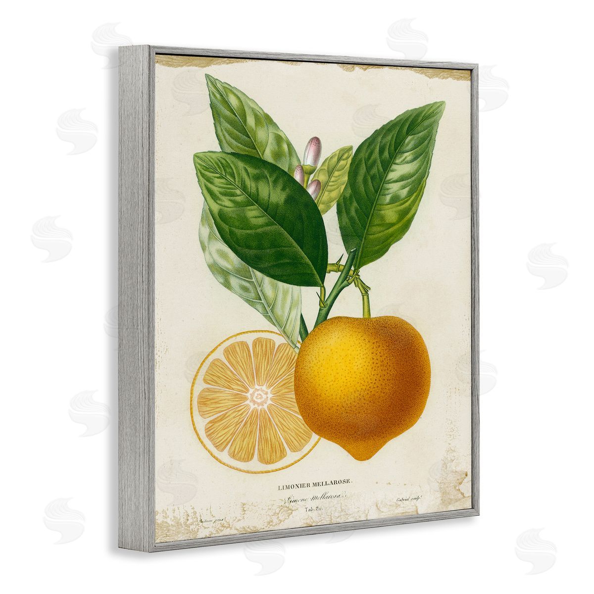 Studio W Vibrant French Lemon Illustration Gray Framed Giclee Wall Art