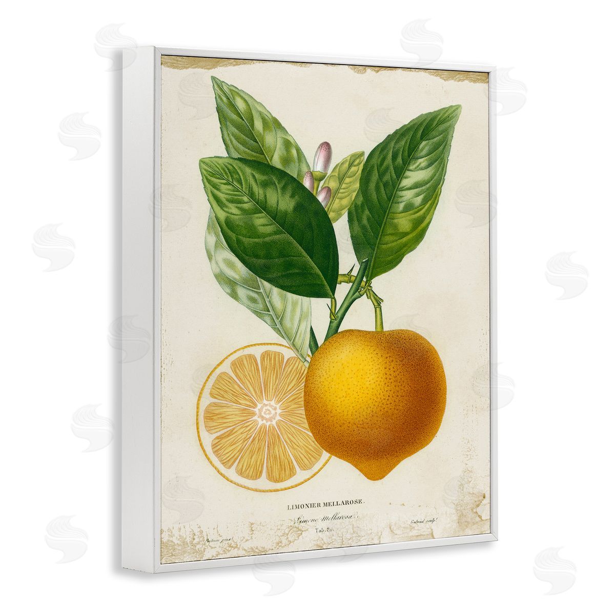 Studio W Vibrant French Lemon Illustration White Framed Giclee Wall Art