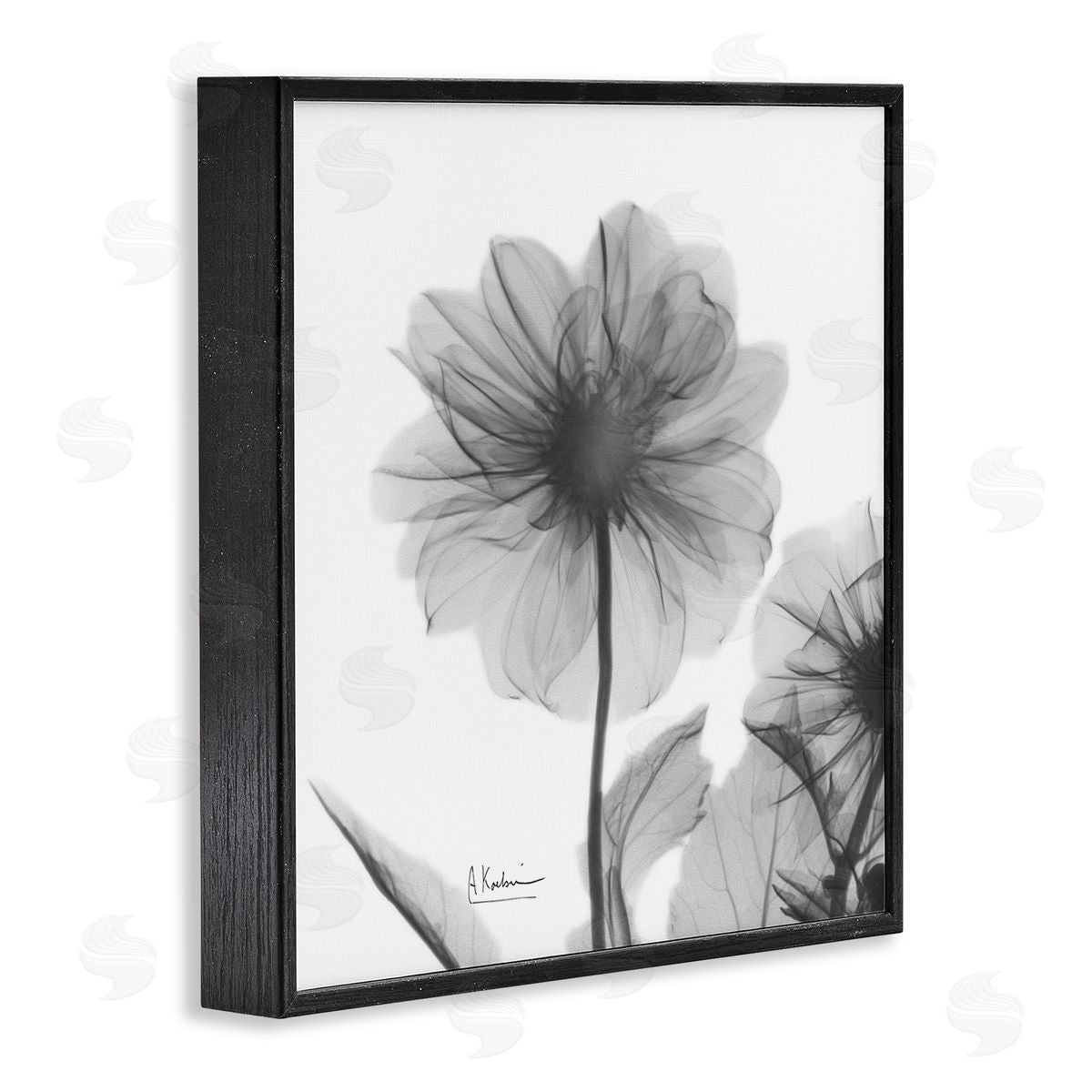 Albert Koetsier Opaque Dahlia Flower Silhouette Black Framed Giclee Wall Art
