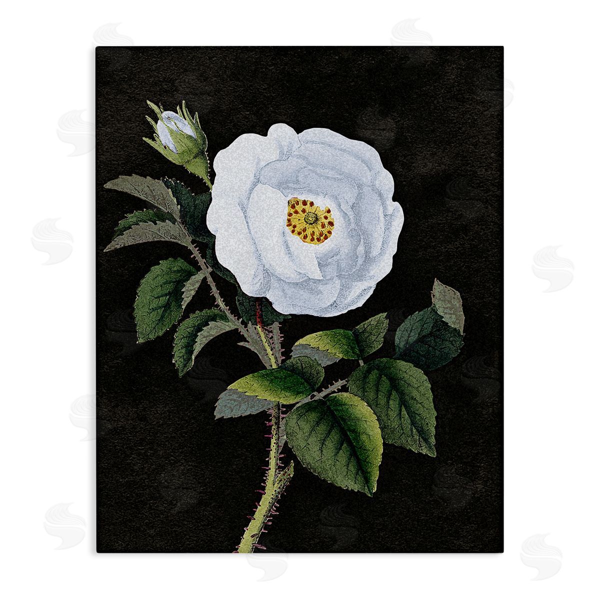 Stupell Studio White Poppy Illustration Vintage Canvas Wall Art