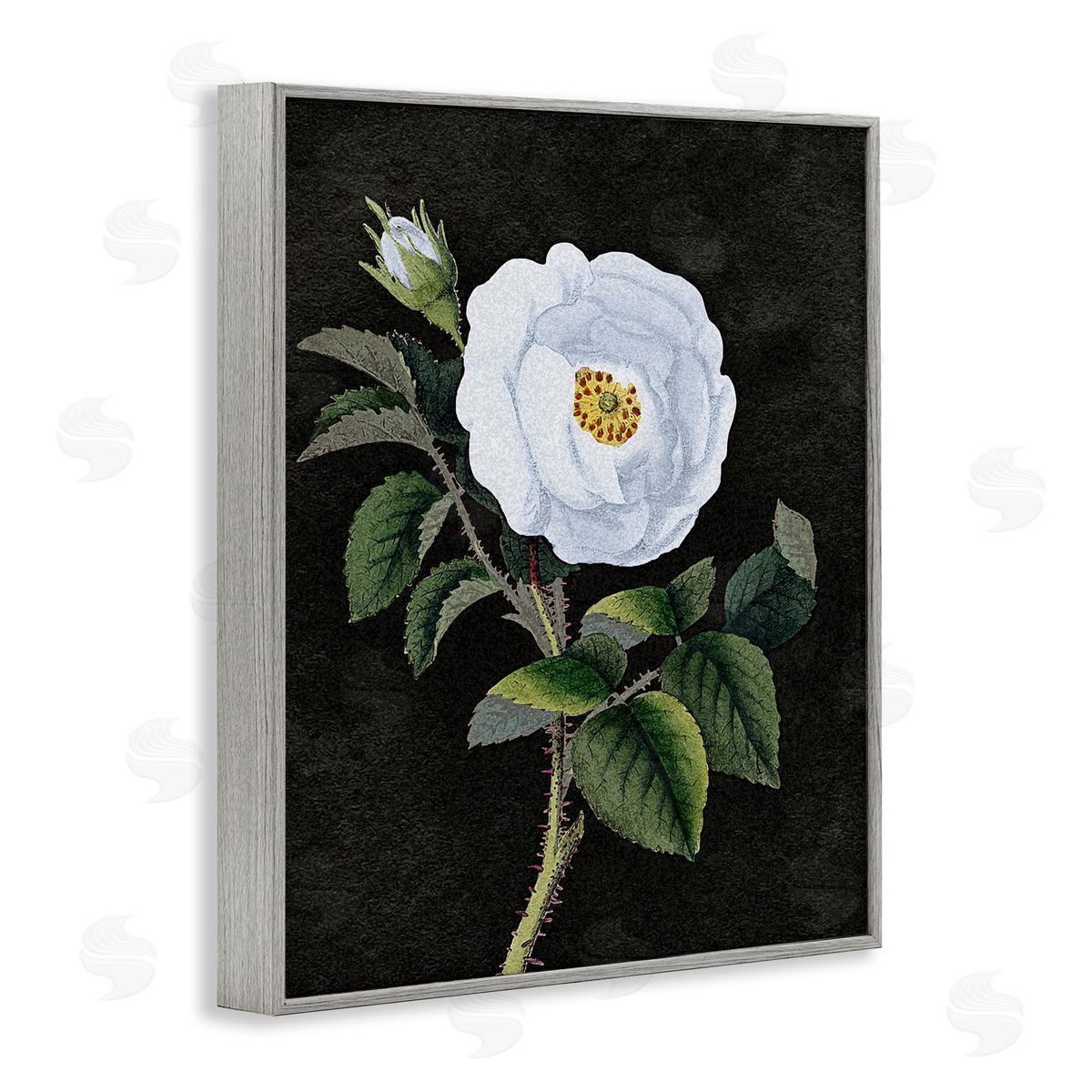 Stupell Studio White Poppy Illustration Vintage Gray Framed Giclee Wall Art