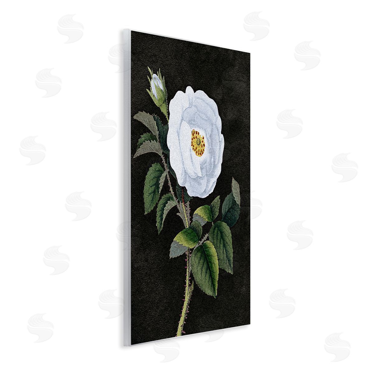 Stupell Studio White Poppy Illustration Vintage Wall Plaque Art
