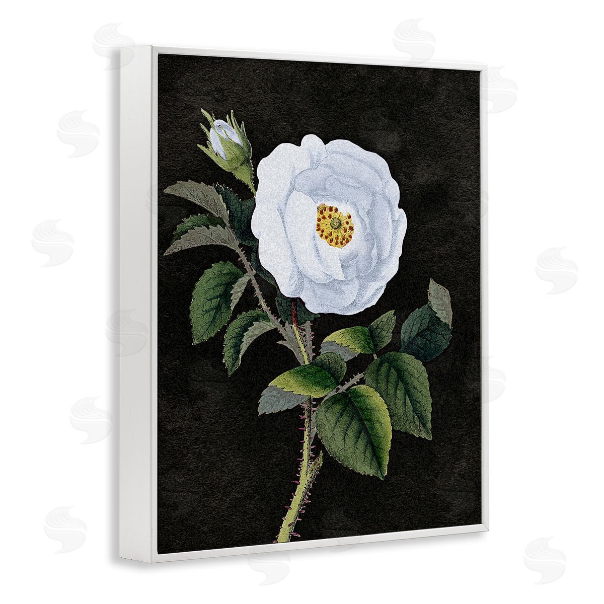 Stupell Studio White Poppy Illustration Vintage White Framed Giclee Wall Art