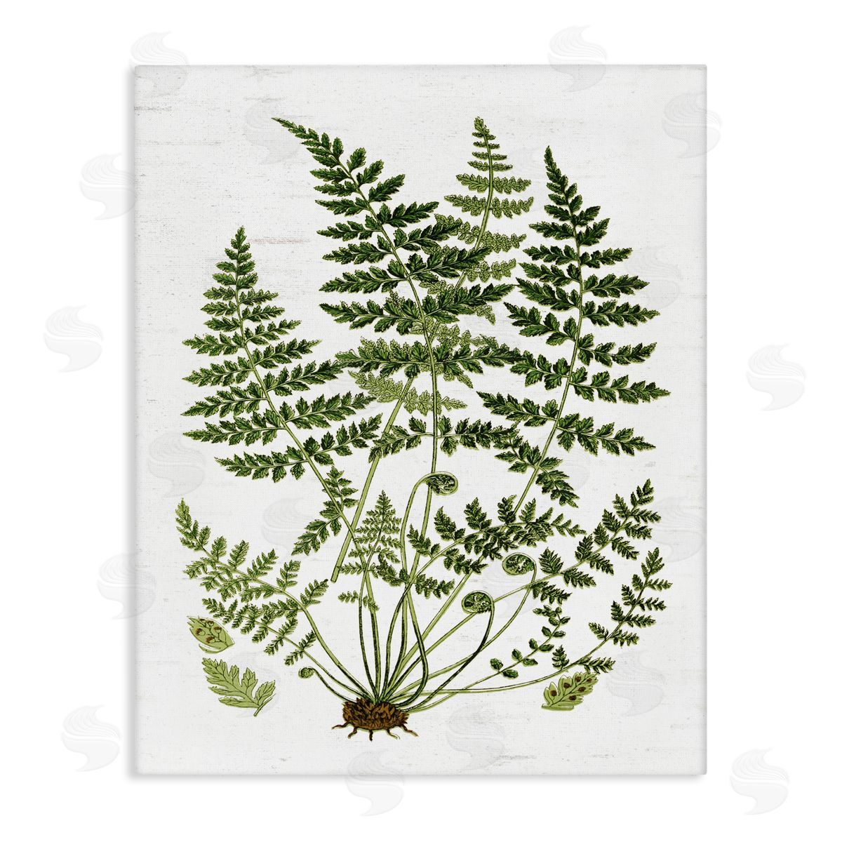 Lettered and Lined Forest Botanicals Charming White Willow Greenery Canvas Wall Art