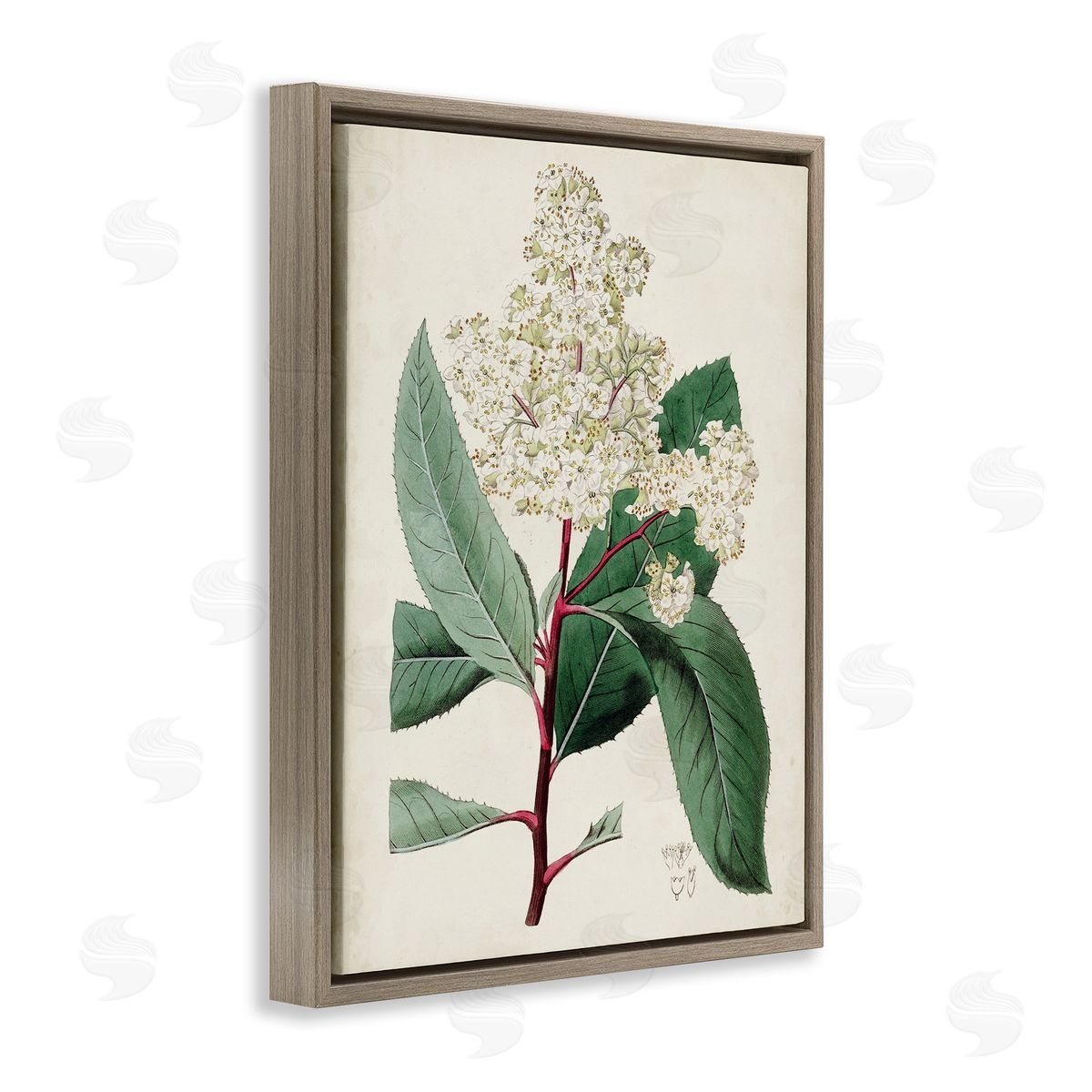 Curtis Vintage Garden Study Red Stem Floral Plant Brown Floater Frame Canvas Art