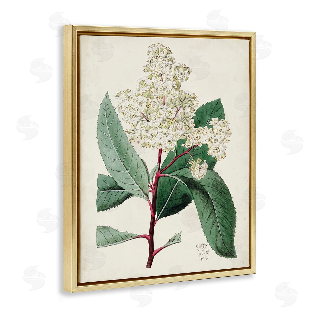 Curtis Vintage Garden Study Red Stem Floral Plant Gold Floater Frame Canvas Art