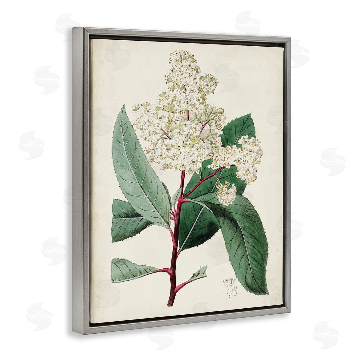 Curtis Vintage Garden Study Red Stem Floral Plant Gray Floater Frame Canvas Art