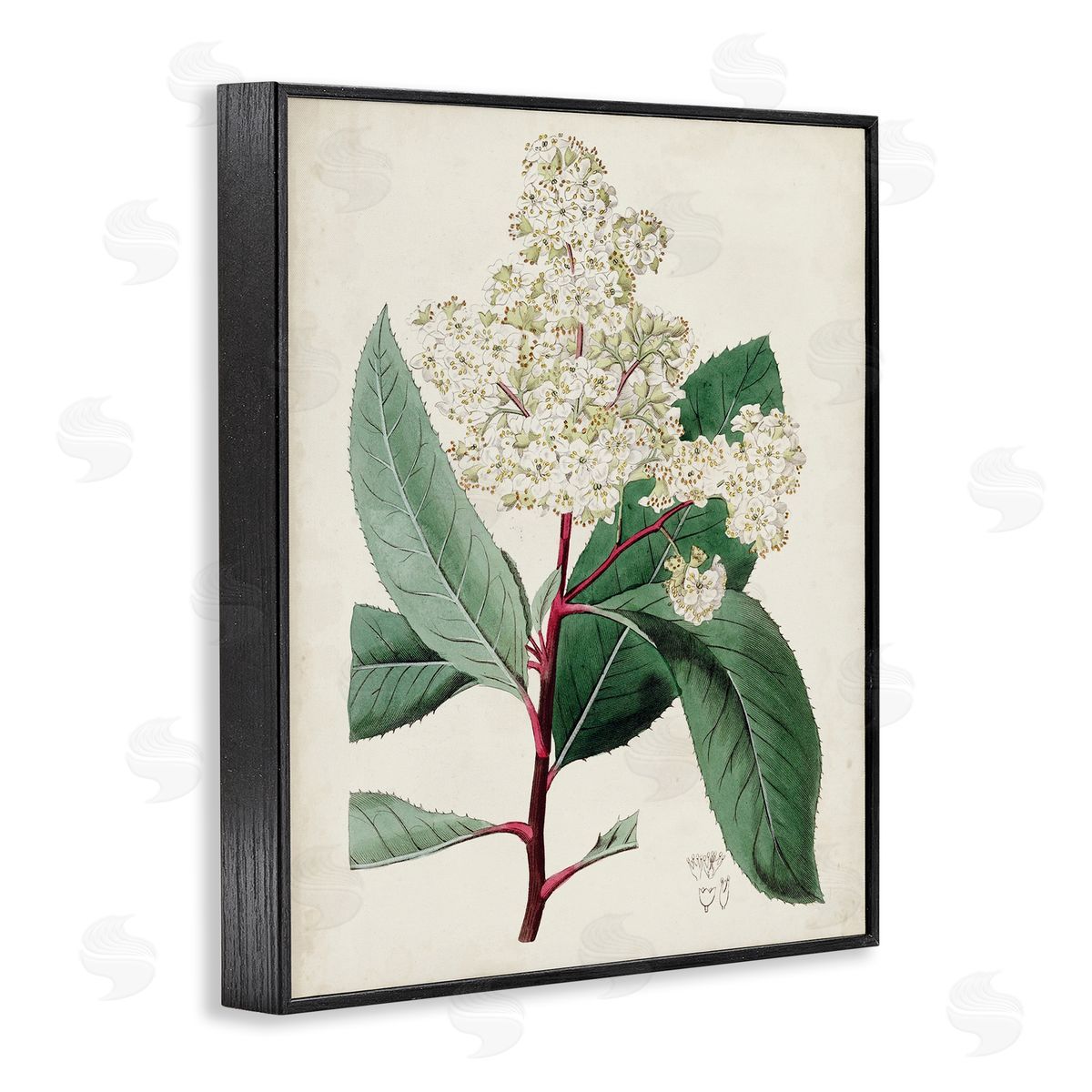 Curtis Vintage Garden Study Red Stem Floral Plant Black Framed Giclee Wall Art