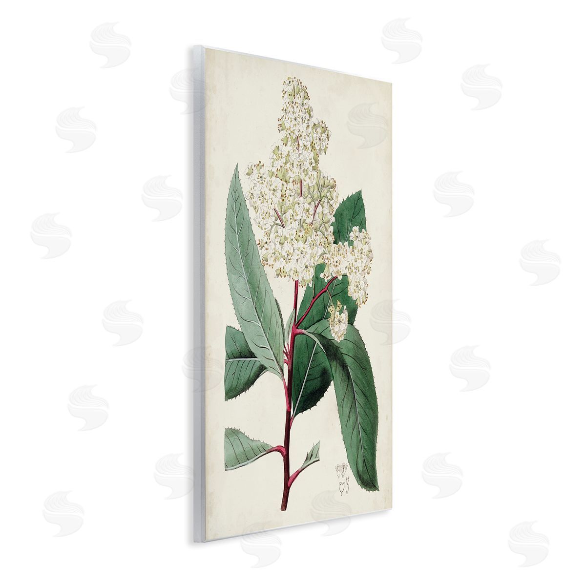 Curtis Vintage Garden Study Red Stem Floral Plant Wall Plaque Art