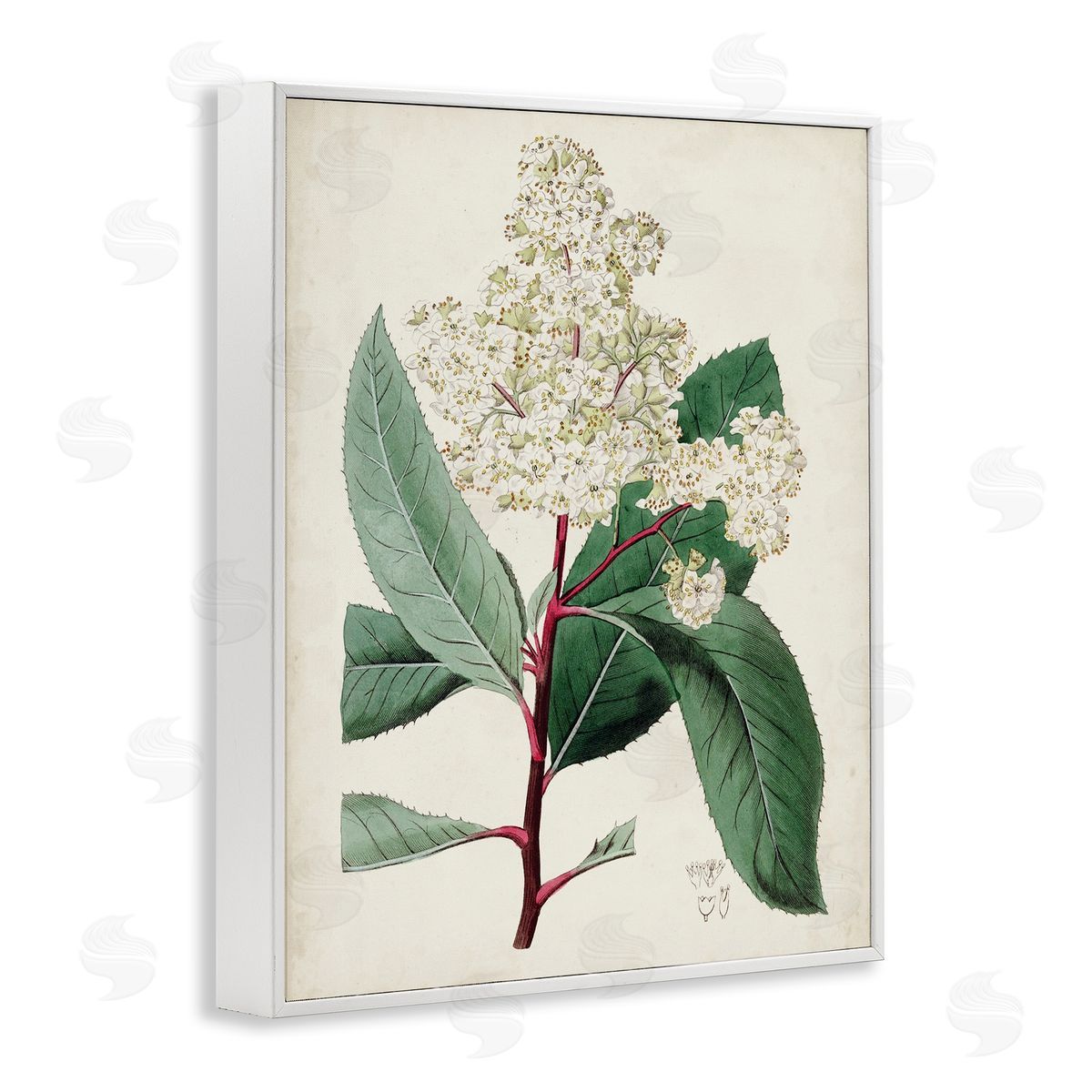 Curtis Vintage Garden Study Red Stem Floral Plant White Framed Giclee Wall Art