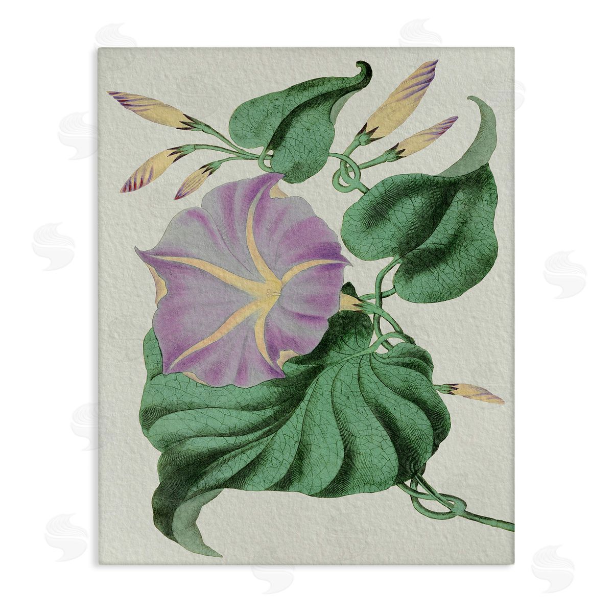 Stupell Studio Vintage Purple Yellow Morning Glory Floral Study Canvas Wall Art