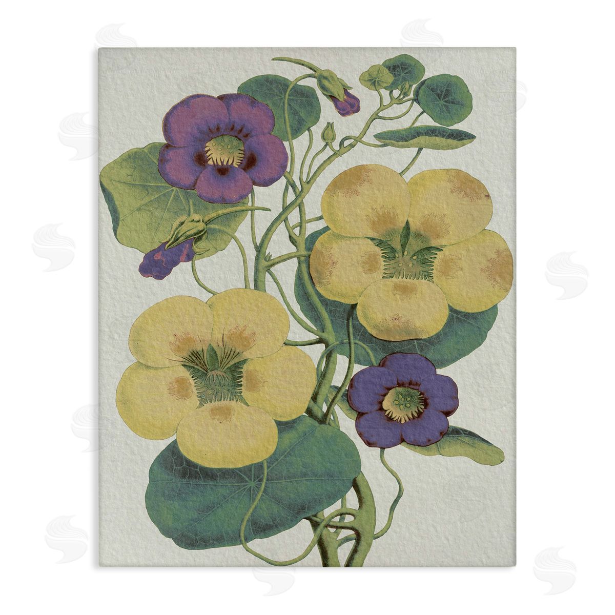 Stupell Studio Vintage Pansies Purple Yellow Petals Garden Study Canvas Wall Art