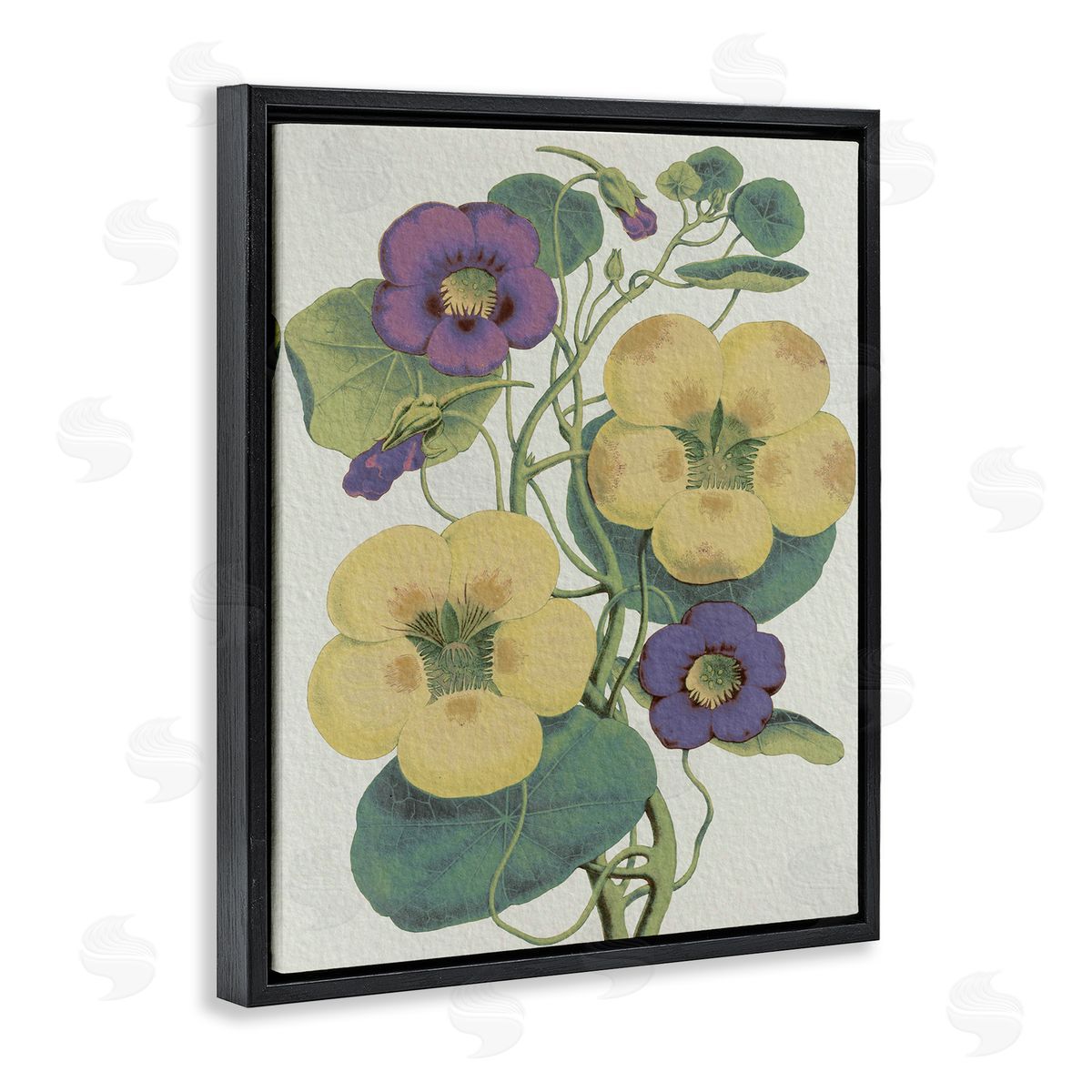 Stupell Studio Vintage Pansies Purple Yellow Petals Garden Study Black Floater Frame Canvas Art