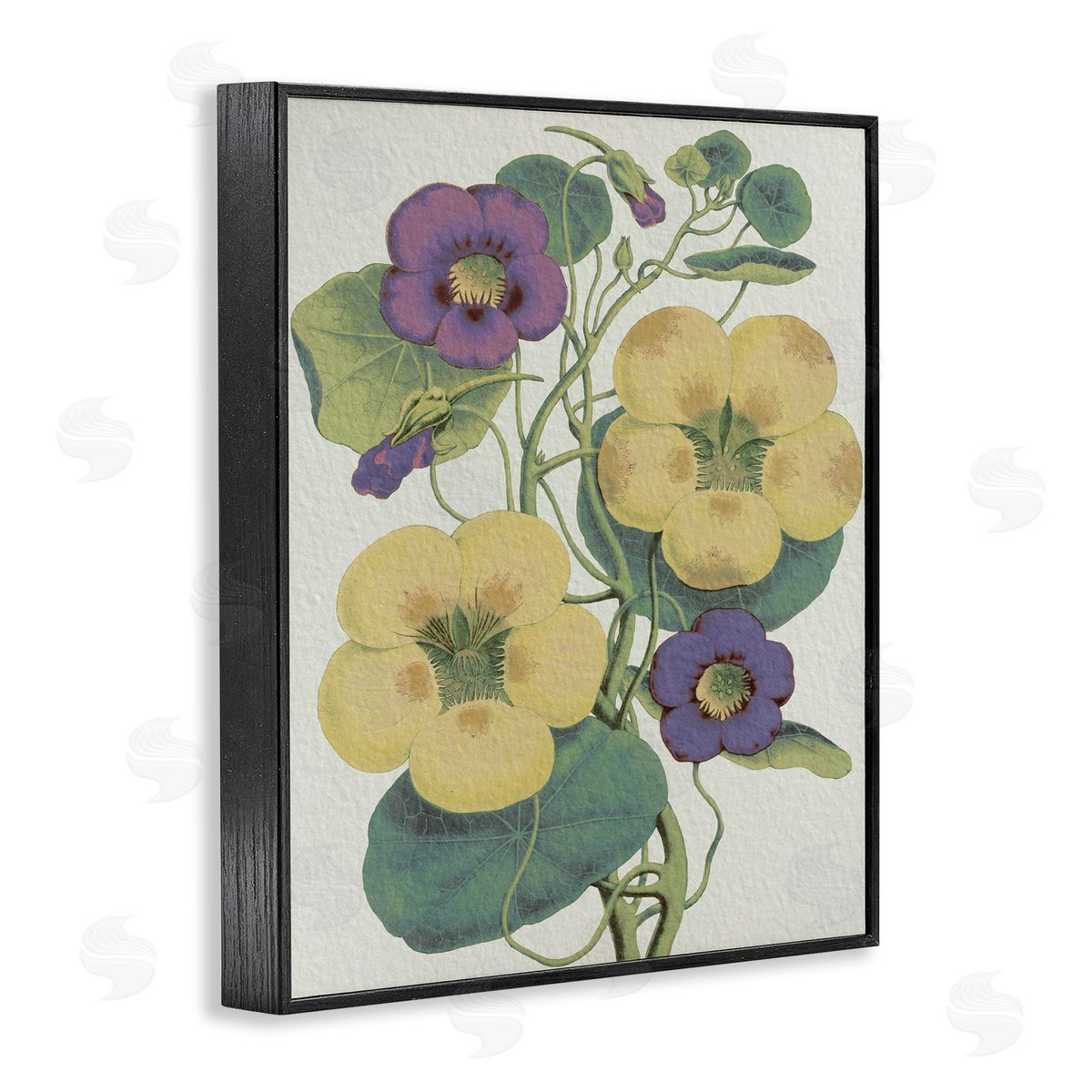 Stupell Studio Vintage Pansies Purple Yellow Petals Garden Study Black Framed Giclee Wall Art