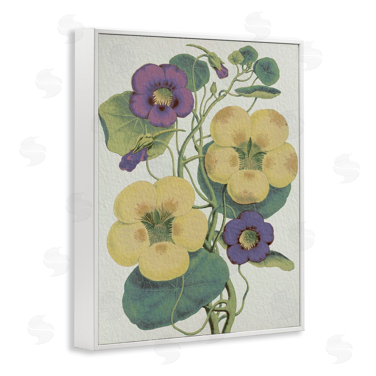 Stupell Studio Vintage Pansies Purple Yellow Petals Garden Study White Framed Giclee Wall Art
