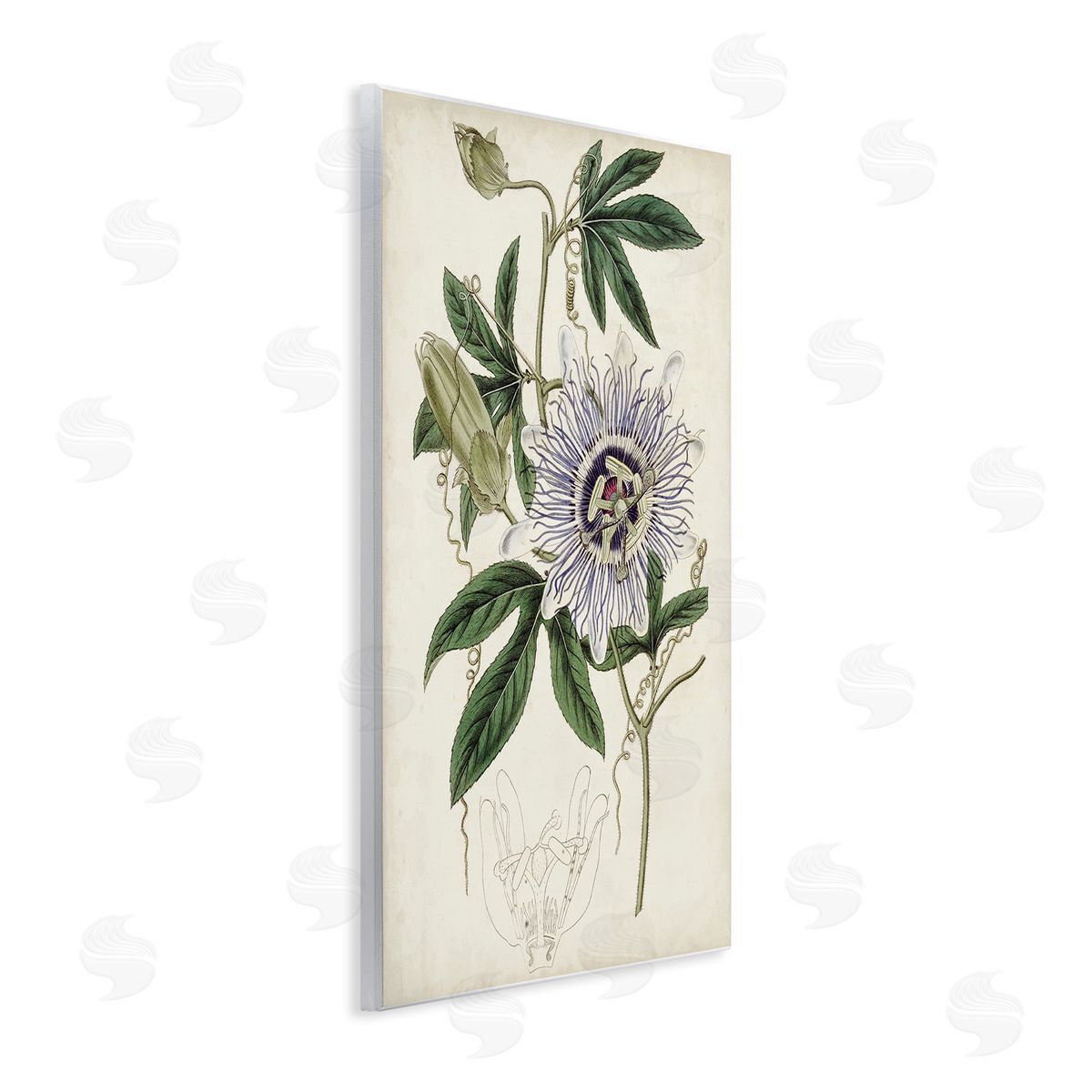 Curtis Vintage Garden Flower Illustration Plant Anatomy Study Wall Plaque Art