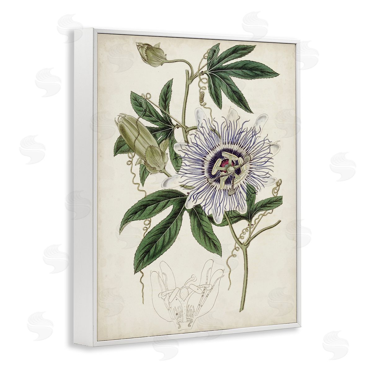 Curtis Vintage Garden Flower Illustration Plant Anatomy Study White Framed Giclee Wall Art