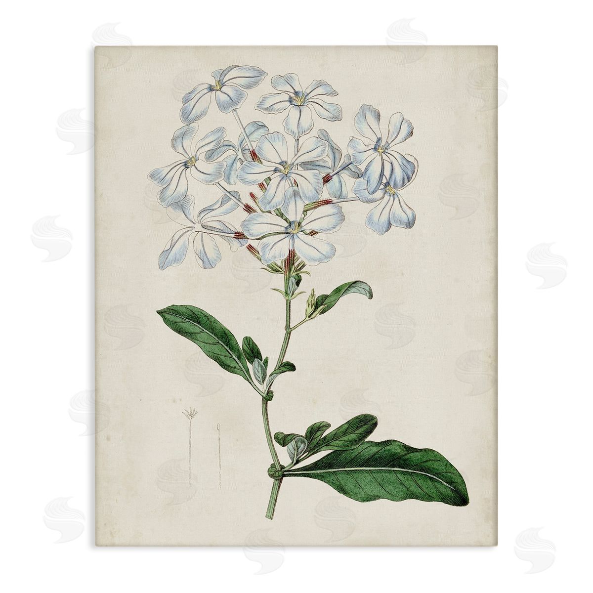 Curtis Rustic Garden Floral Study Charming White Blossoms Canvas Wall Art