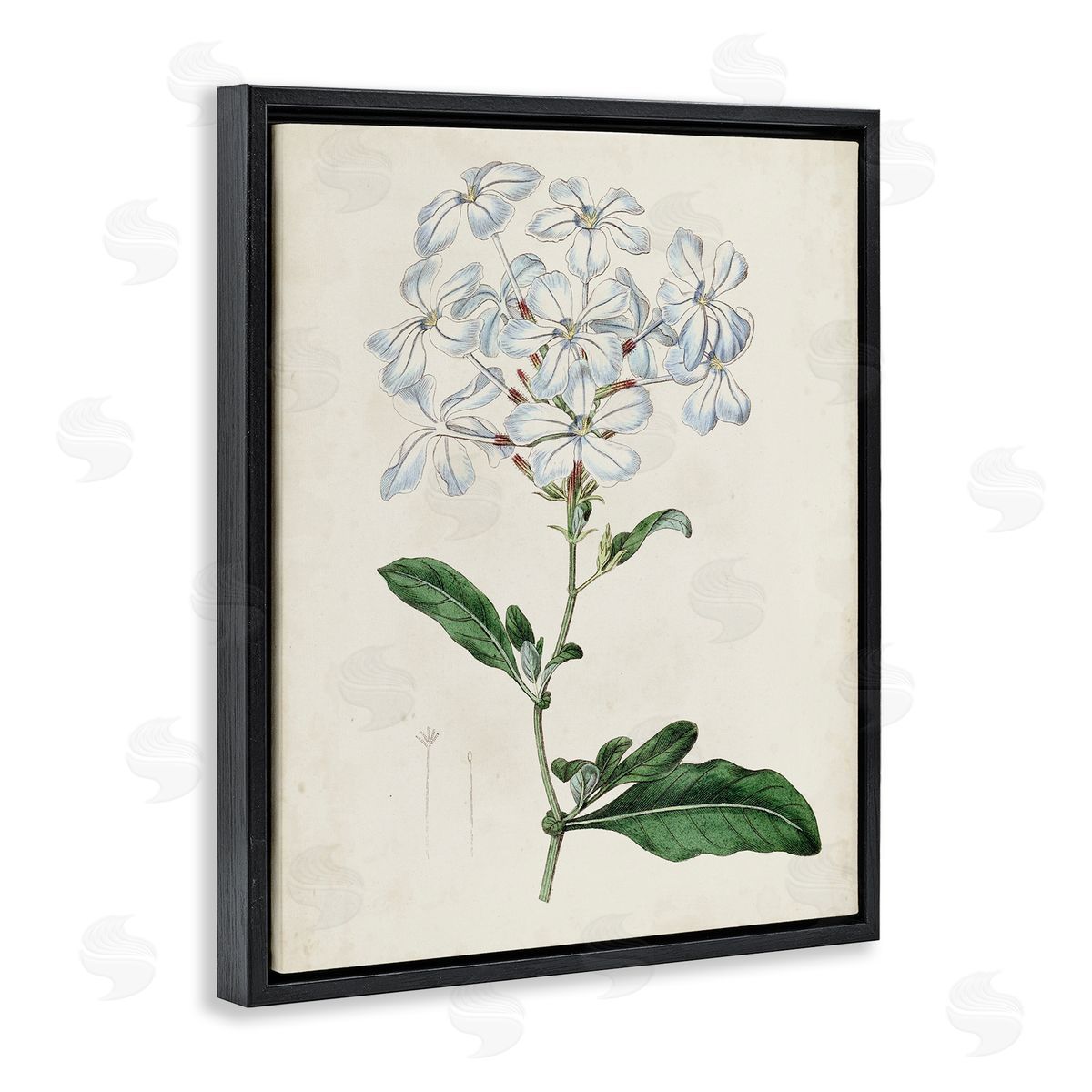 Curtis Rustic Garden Floral Study Charming White Blossoms Black Floater Frame Canvas Art